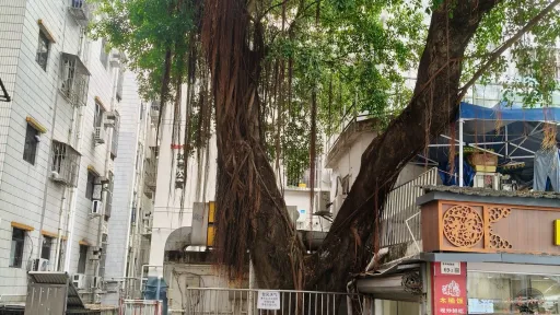 龙井村